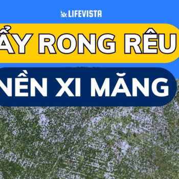 cách tẩy rong rêu