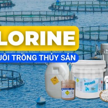 Ứng dụng Chlorine trong nuôi trồng thủy sản và cách sử dụng