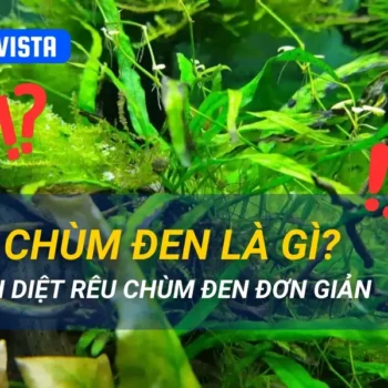 Rêu chùm đen là gì? 5 cách diệt rêu chùm đen đơn giản