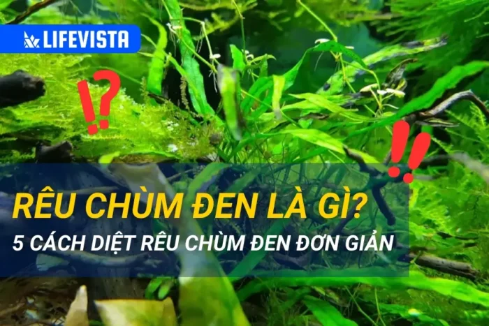 Rêu chùm đen là gì? 5 cách diệt rêu chùm đen đơn giản