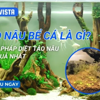 Tảo nâu bể cá là gì? 4 biện pháp diệt tảo nâu hiệu quả nhất