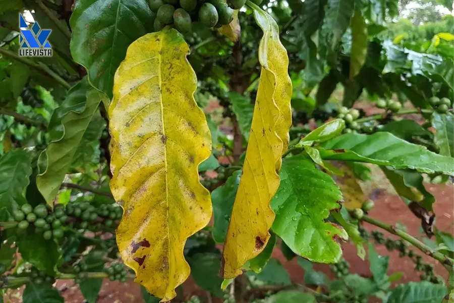 bệnh vàng lá ở cây cà phê