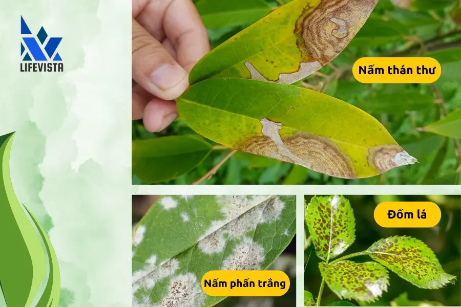 Đồng sunfat diệt nấm phấn trắng, thán thư, đốm lá