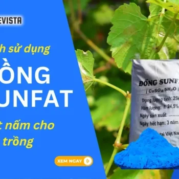 đồng sunfat diệt nấm