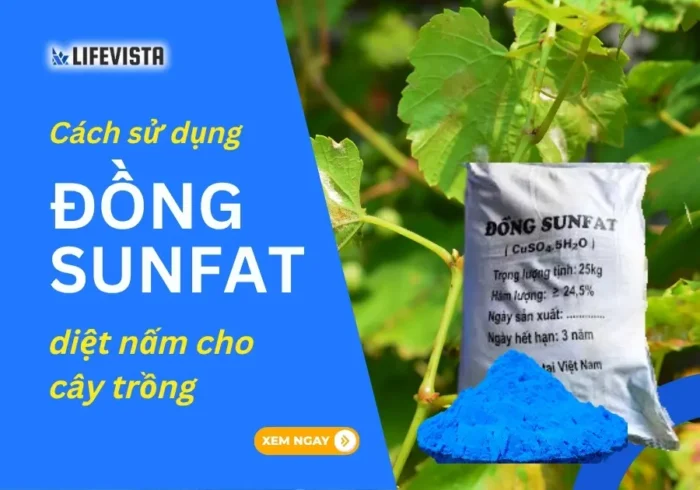đồng sunfat diệt nấm