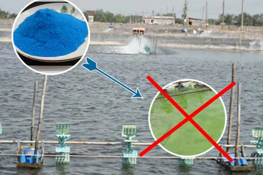 Đồng sunfat diệt ngăn tảo trong ao nuôi